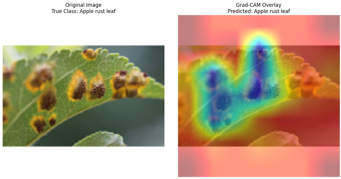 Apple Rust Grad-CAM