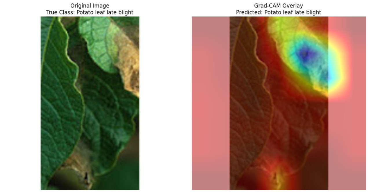 Potato Blight Grad-CAM